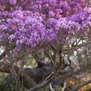 Pampas deer (Ozotoceros bezoarticus) buck in velvet standing by flowering tree, Pantanal