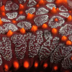 Panamic cushion sea star (Pentaceraster cumingi) detail. Huatulco Bays National Park, Oaxaca state, Mexico, Pacific Ocean. November Panamic cushion sea star (Pentaceraster cumingi) detail. Huatulco Bays National Park, Oaxaca state, Mexico, Pacific Ocean. November