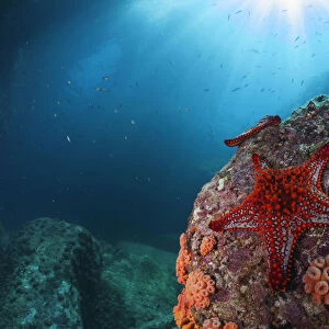 Panamic cushion star (Pentaceraster cumingi), Los Islotes