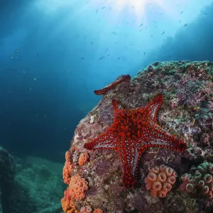 Panamic cushion star (Pentaceraster cumingi), Los Islotes Panamic cushion star (Pentaceraster cumingi), Los Islotes