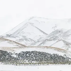 A panoramic composite image of a massive grouping of King penguins (Aptenodytes patagonicus) seeking shelter in the lee of small hills during a blizzard. St Andrew's Bay, South Georgia Island Panoramic composite view A panoramic composite image of a massive grouping of King penguins (Aptenodytes patagonicus) seeking shelter in the lee of small hills during a blizzard. St Andrew's Bay, South Georgia Island Panoramic composite view