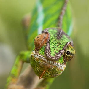 Panther chameleon (Furcifer pardalis) with eyes facing different direction, Madagascar