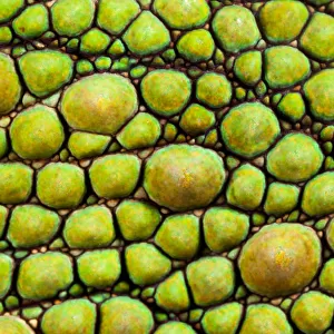 Panther Chameleon {Furcifer pardalis} close-up of skin, green colouration
