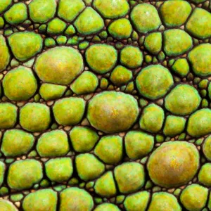 Panther Chameleon {Furcifer pardalis} close-up of skin, green colouration