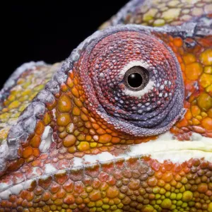 Panther chameleon (Furcifer pardalis) head close up on black background, Ambilobe Panther chameleon (Furcifer pardalis) head close up on black background, Ambilobe