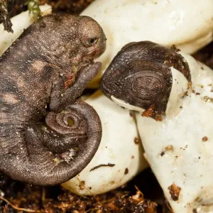 Panther chameleon (Furcifer pardalis) just hatched and hatching Panther chameleon (Furcifer pardalis) just hatched and hatching