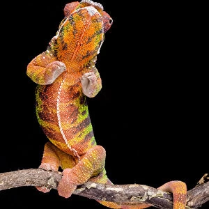Panther chameleon (Furcifer pardalis) rearing up, on black background, Diego Suarez