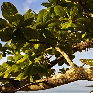 Panther Chameleon {Furcifer pardalis} walking along branch on coast, Masoala Peninsula