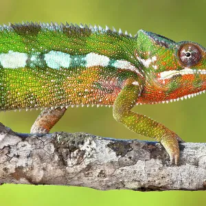 Panther chameleon {Furcifer pardalis} walking along branch, Masoala Peninsula National Park, north east Madagascar