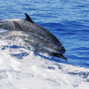 Print of two dolphins side by side, porpoising with shark bites Print of two dolphins side by side, porpoising with shark bites