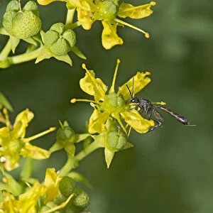 Parasitic wasp (Gasteruption assectator) nectaring on Common rue (Ruta graveolens)