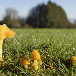 Seta de cera del loro (Hygrocybe psittacina) creciendo en un grupo en un campo de golf, Box, Wiltshire, Reino Unido. Seta de cera del loro (Hygrocybe psittacina) creciendo en un grupo en un campo de golf, Box, Wiltshire, Reino Unido.