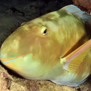 Parrotfish Print, New Caledonia Parrotfish Print, New Caledonia