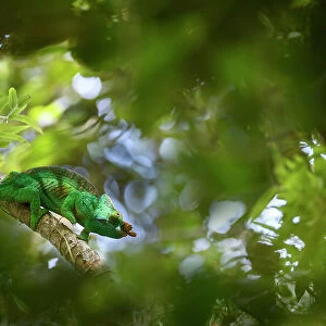 Parson's chameleon (Calumma parsonii), male hunting in forest canopy. Mitsinjo Forest, Andasibe-Mantadia National Park, eastern Madagascar