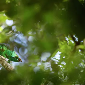 Parson's chameleon (Calumma parsonii), male hunting in forest canopy. Mitsinjo Forest, Andasibe-Mantadia National Park, eastern Madagascar