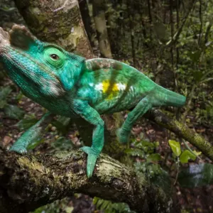 Parsons Chameleon Print: Climbing in Rainforest Understorey Parsons Chameleon Print: Climbing in Rainforest Understorey