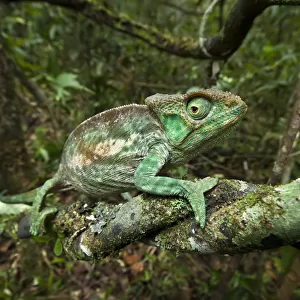 Parsons chameleon {Calumma parsonii} female walking along vine in tropical rainforest habitat