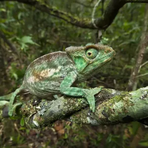 Parsons chameleon {Calumma parsonii} female walking along vine in tropical rainforest habitat