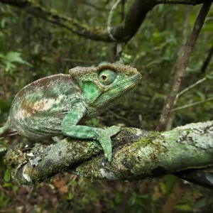 Parsons Chameleon Print: Female along Vine in Rainforest Habitat