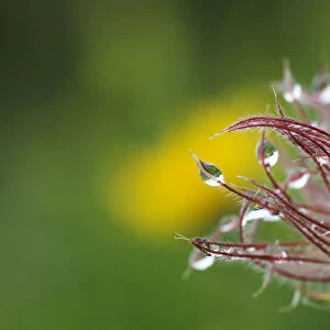 Pasque flower (Pulsatilla sp) seedhead with water droplets on it, Liechtenstein
