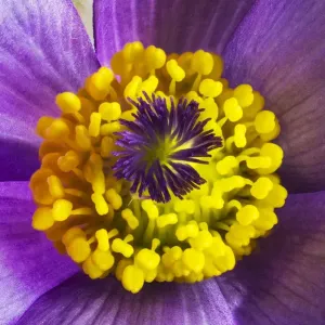 Pasque flower print from Barnsley Warren near Cirencester Pasque flower print from Barnsley Warren near Cirencester