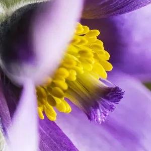 Pasque flower (Pulsatilla vulgaris), at Barnsley Warren near Cirencester, Gloucestershire Pasque flower (Pulsatilla vulgaris), at Barnsley Warren near Cirencester, Gloucestershire