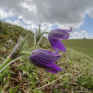 Pasque flower (Pulsatilla vulgaris), at Barnsley Warren near Cirencester, Gloucestershire Pasque flower (Pulsatilla vulgaris), at Barnsley Warren near Cirencester, Gloucestershire