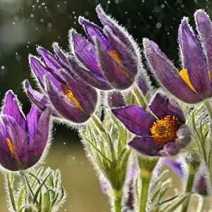 Pasque flowers (Pulsatilla vulgaris) in rain, Lorraine, France, April