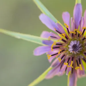 Pasture goatsbeard (Geropogon hybridus) flower, close-up. Cyprus. April