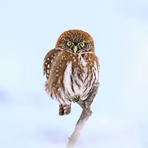 Patagonian / Austral pygmy owl (Glaucidium nana) perched on branch in snow, Torres del Paine National Park, Patagonia, Chile