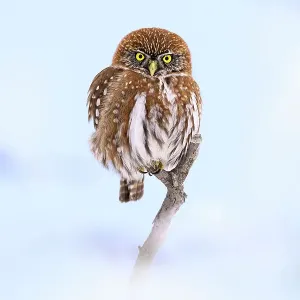 Patagonian / Austral pygmy owl (Glaucidium nana) perched on branch in snow, Torres del Paine National Park, Patagonia, Chile Patagonian / Austral pygmy owl (Glaucidium nana) perched on branch in snow, Torres del Paine National Park, Patagonia, Chile