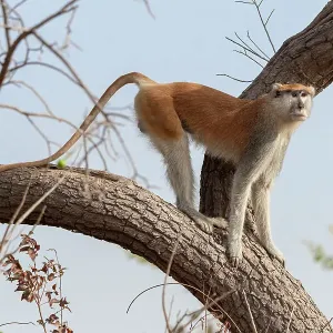 Patas monkey (Cercopithecus patas) standing on a tree branch at roadside between Jajanburreh and Kaur Wetlands, The Gambia Patas monkey (Cercopithecus patas) standing on a tree branch at roadside between Jajanburreh and Kaur Wetlands, The Gambia