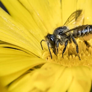 Patchwork leafcutter bee (Megachile centuncularis) feeding from Common marigold
