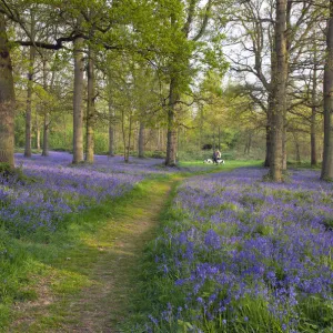 Path through Blickling Great Wood with Bluebells (Hyacinthoides non-scripta) in flower, UK, April