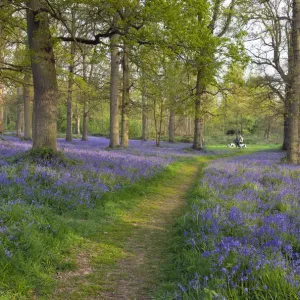 Print of a woodland path with bluebells and distant walkers