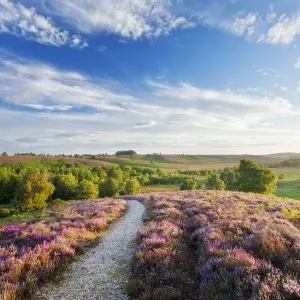 Path through Heather in bloom on lowland heathland, Rockford Common, Linwood, New