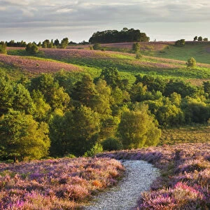 Path through Heather in bloom on lowland heathland, Rockford Common, Linwood, New