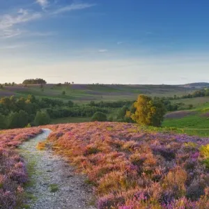 Path through Heather in bloom on lowland heathland, Rockford Common, Linwood, New