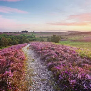 Path through heather flowering on lowland heathland, Rockford Common, Linwood, New