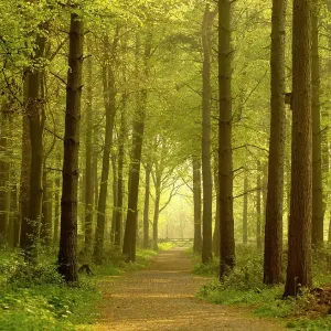 Print of a forest path in spring, The National Forest, Midlands Print of a forest path in spring, The National Forest, Midlands