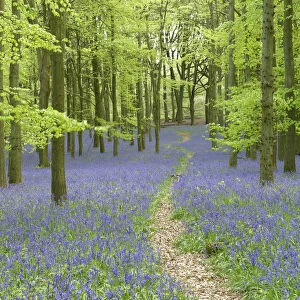 Path leading through through woodland with Bluebells (Hyacinthoides non-scripta)