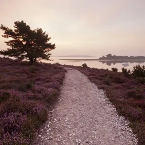 Heather Path Print, Arne RSPB Reserve