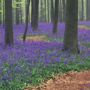 Bluebell Woodland Print