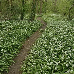 Path through woodland with Wild garlic (Allium ursinum) in flower, Hampshire, England