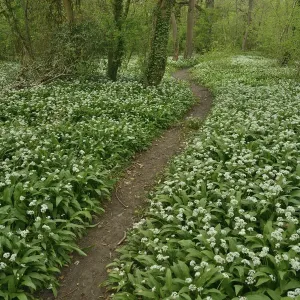 Wild Garlic in Woodland Path Print