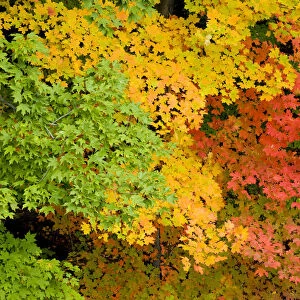 Pattern of green yellow, and red Maple (Acer sp. )leaves in autumn, North Chagrin Reservation