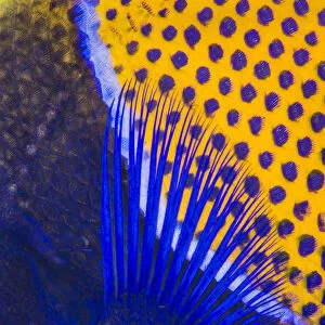 Pattern detail of a Majestic angelfish (Pomacanthus navarchus). Fiabacet Islands