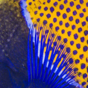 Pattern detail of a Majestic angelfish (Pomacanthus navarchus). Fiabacet Islands