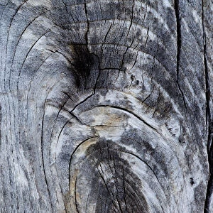 Patterns within weathered wood, Flow country, Forsinard, Caithness, Highland, Scotland