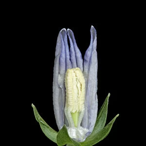 Peach leaved bellflower (Campanula persicifolia) dissection, petals removed to show